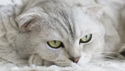 番茄影视一文搞懂:官方公告与版本更新亮点一次看懂,番茄影视v1.1.8